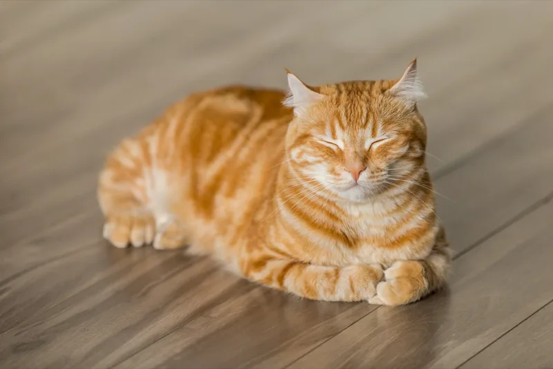 Orange tabby cat
